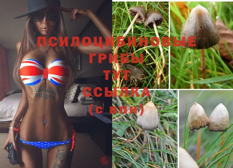 купить наркотик  Сортавала  Псилоцибиновые грибы Psilocybe 